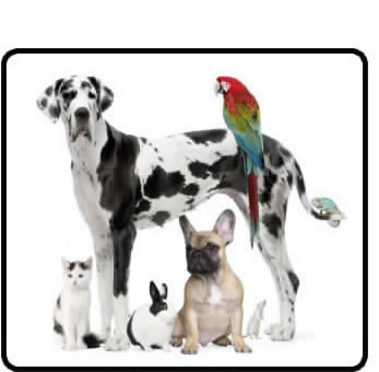 various pets