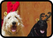 Happy Holidays