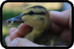 Duckling